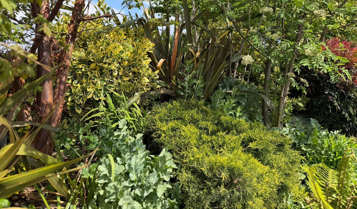 Sunlit landscaped garden beside a modern building, featuring dense green shrubs with small white flowers, vibrant yellow and bronze foliage, and tropical plants surrounding reflective windows in bright natural daylight.
