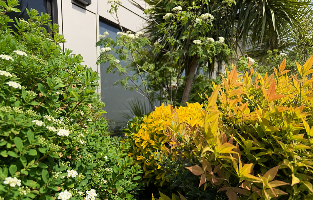 Sunlit landscaped garden beside a modern building, featuring dense green shrubs with small white flowers, vibrant yellow and bronze foliage, and tropical plants surrounding reflective windows in bright natural daylight.