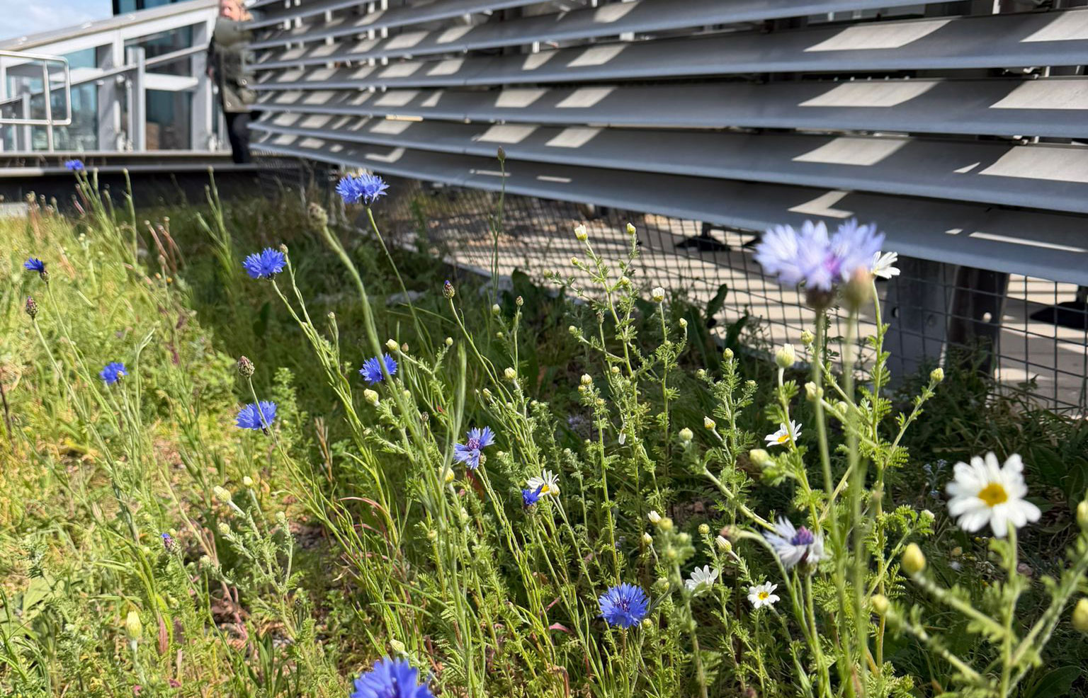 Wildflower planting beside a modern building with blue cornflowers and white daisies growing through tall grass beneath metal louvre panels in bright sunlight.