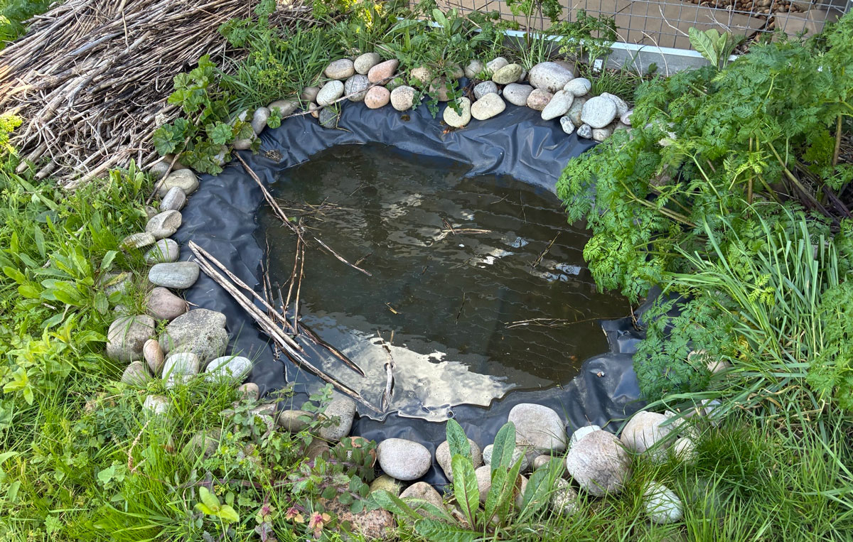 Small wildlife pond lined with black pond liner and rounded stones, surrounded by tall grass, leafy plants, and stacked branches, with still water reflecting the sky and scattered twigs floating on the surface.