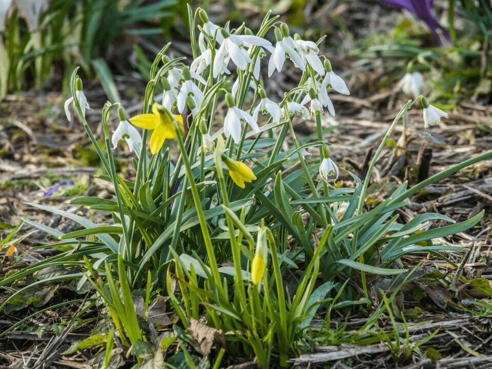QS March snowdrops