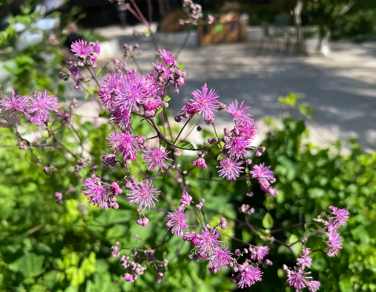 A vibrant purple flower with green leaves, set against a building in the background. 