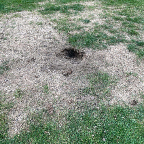 Grass Before