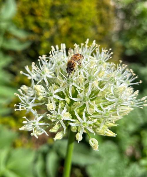 QS Allium With Bee