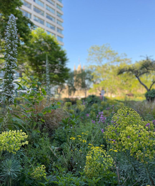 St Thomas Hospital With Tall Echium
