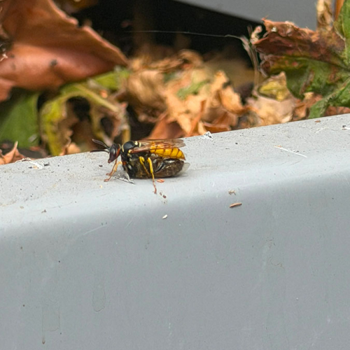 3- Bee Wolf Carrying Honeybee