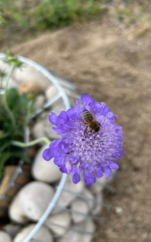Pollinating London Together Rooftop Tour 1