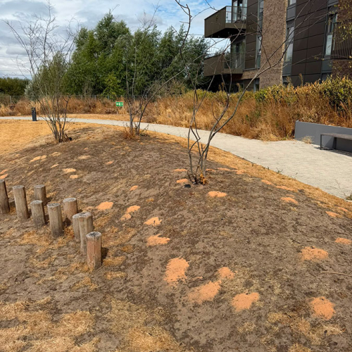 2- Dry Weather Exposed Bee Mounds