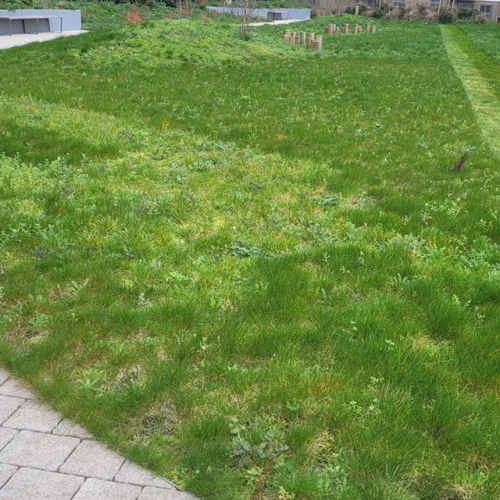 1- Green Park Hiding Bee Mounds