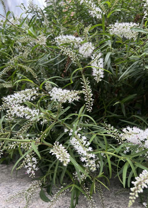 Hebe Salicifolia