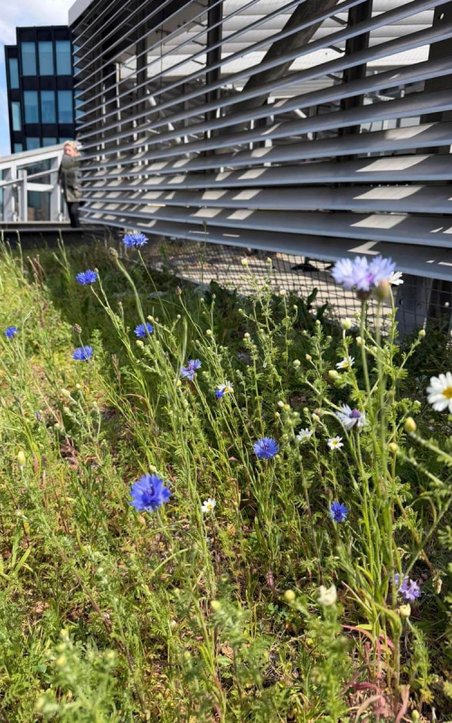 Pollinating London Together Rooftop Tour 3