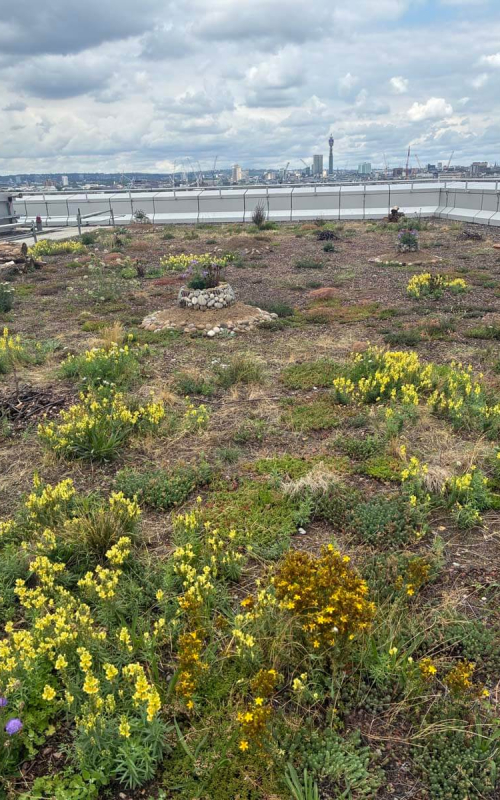 Pollinating London Together Rooftop Tour 5