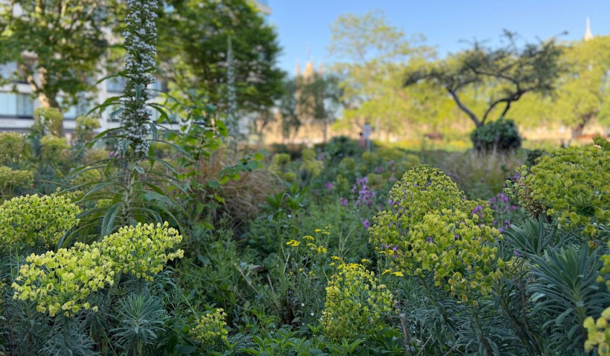 Wildflower rooftop garden with flowering echium and pollinator-friendly planting beside St Thomas’ Hospital in London.