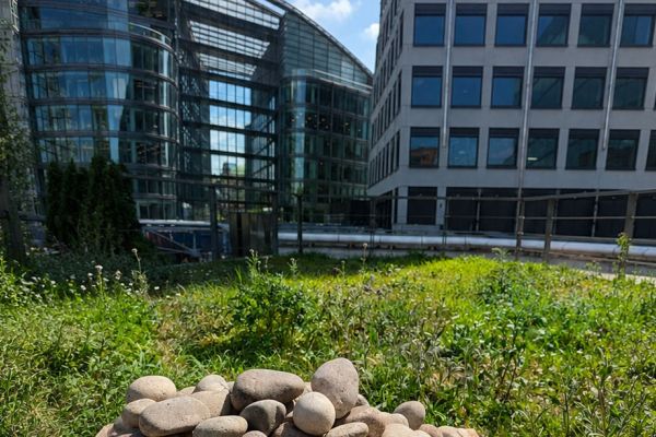 A rooftop wildflower garden with a small pile of smooth stones in the foreground, surrounded by modern glass-and-steel office buildings under a bright blue sky.
