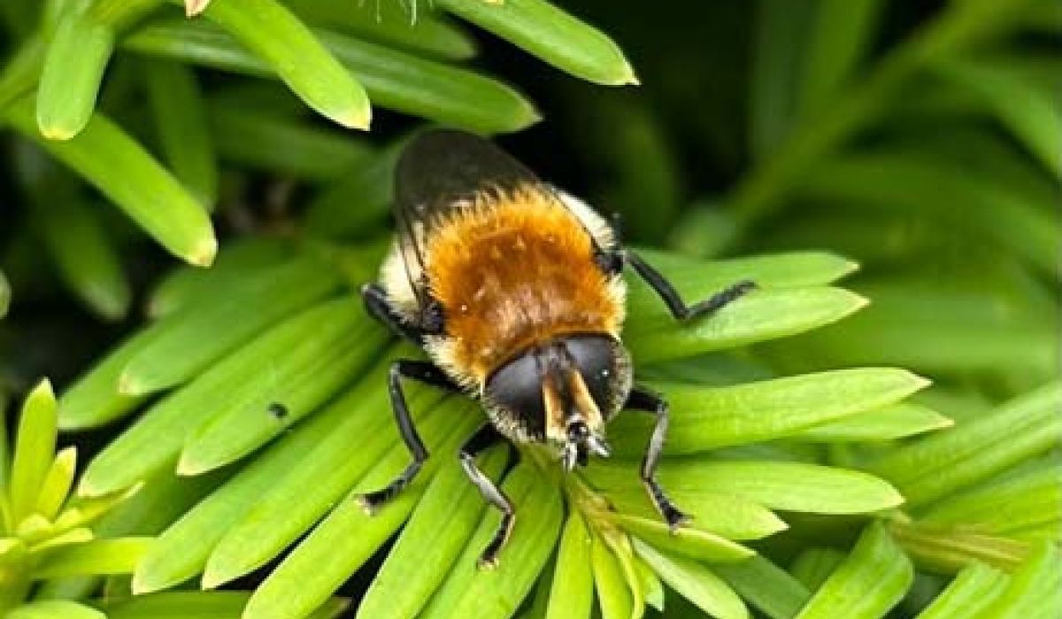 A bee pollinating plants