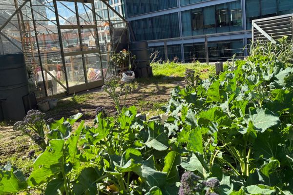 Rooftop greenhouse and vegetable garden with thriving leafy crops beside modern office buildings.