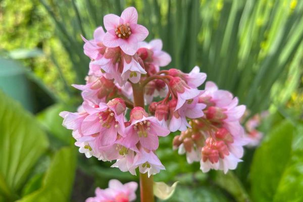 A vibrant pink flower surrounded by lush green leaves and additional pink blooms.