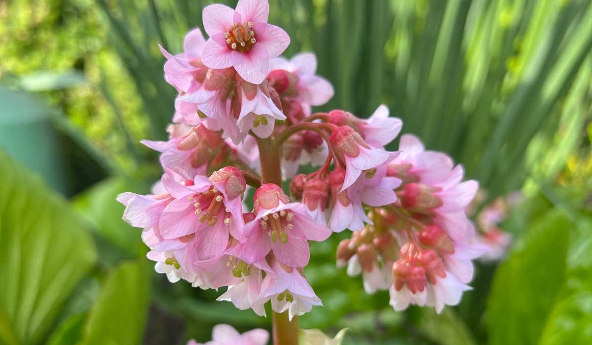 A vibrant pink flower surrounded by lush green leaves and additional pink blooms.