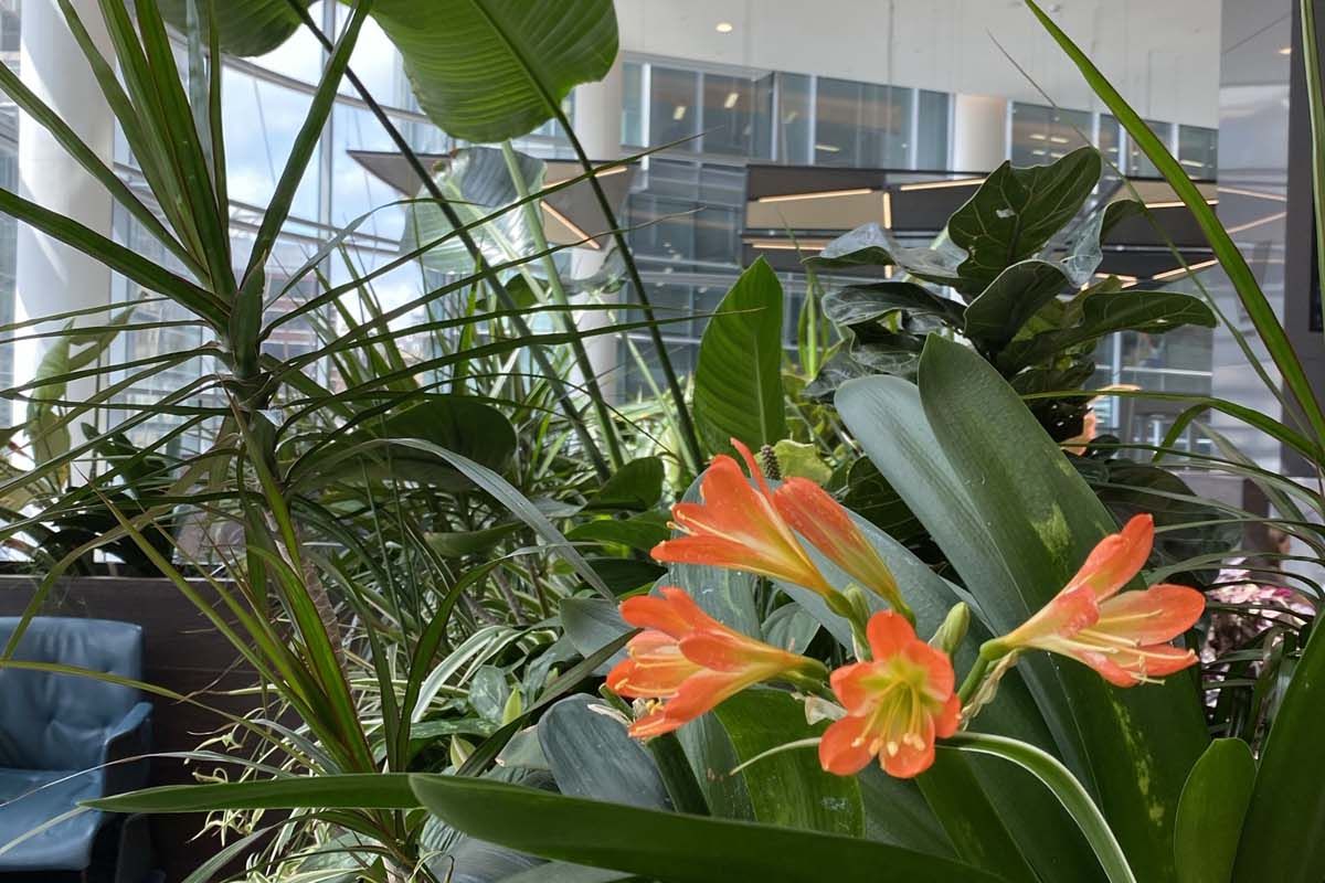 Close shot of office plants
