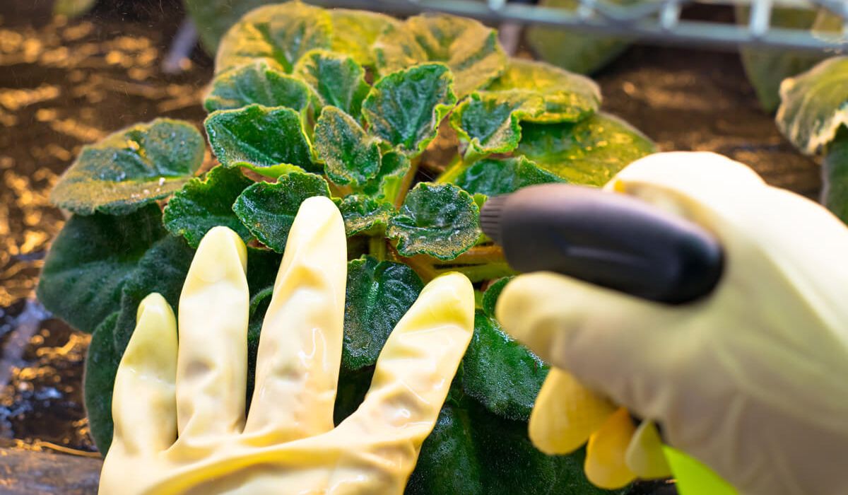 A person in gloves sprays a plant with a spray bottle, tending to its care and maintenance.