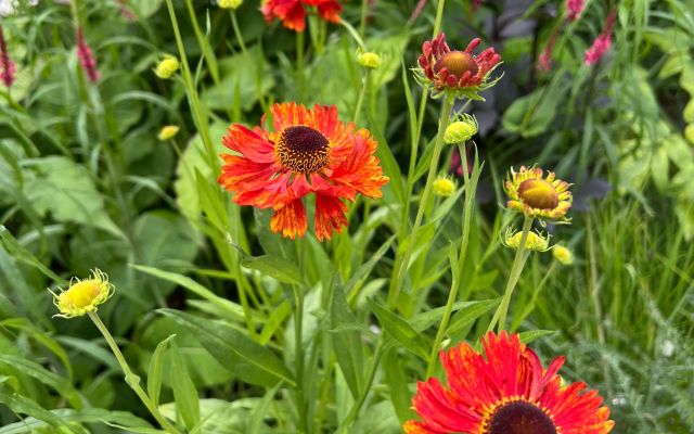 close shots of flowers