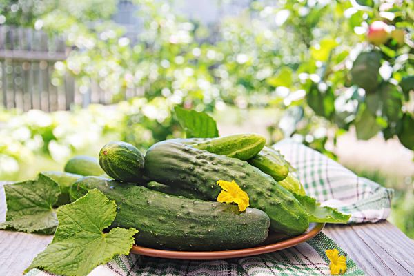 A bowl of fresh cucumbers placed on a wooden table, showcasing their vibrant green color and smooth texture.