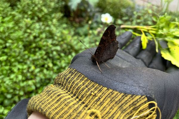 A dark European Peacock butterfly with its wings closed rests on a black and yellow gardening glove, with lush green foliage softly blurred in the background.