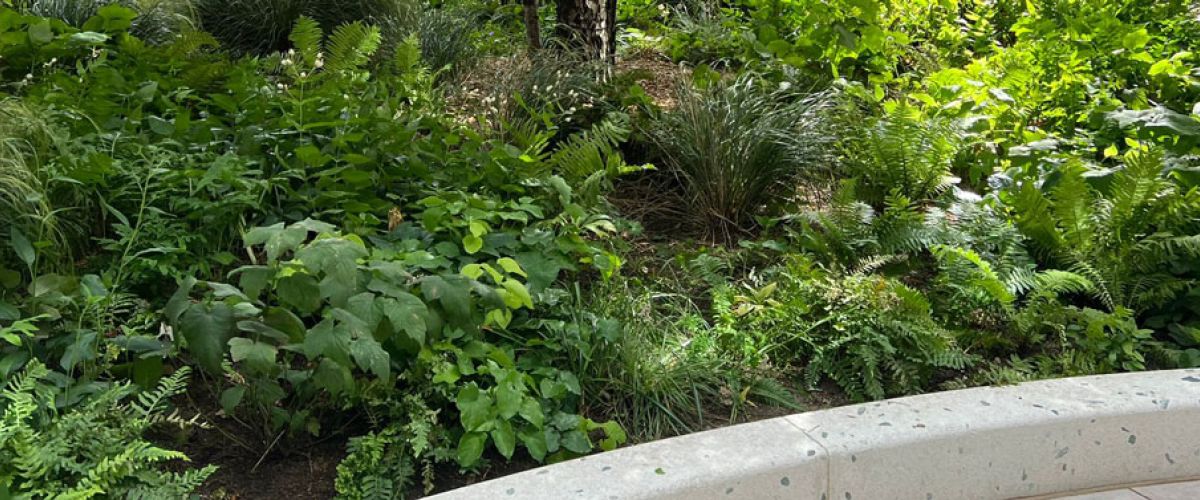 An urban setting filled with plants, flowers and bushes