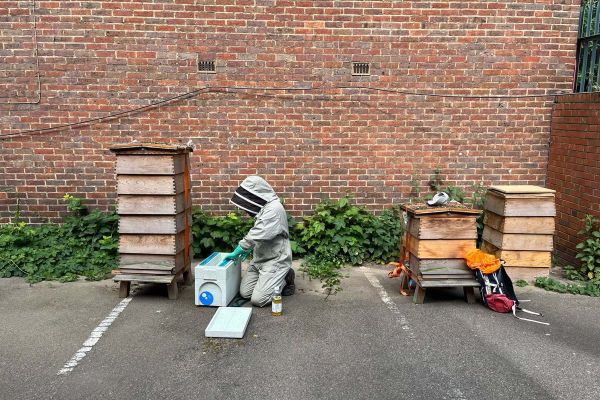 Gardeners and Beekeepers in Harmony