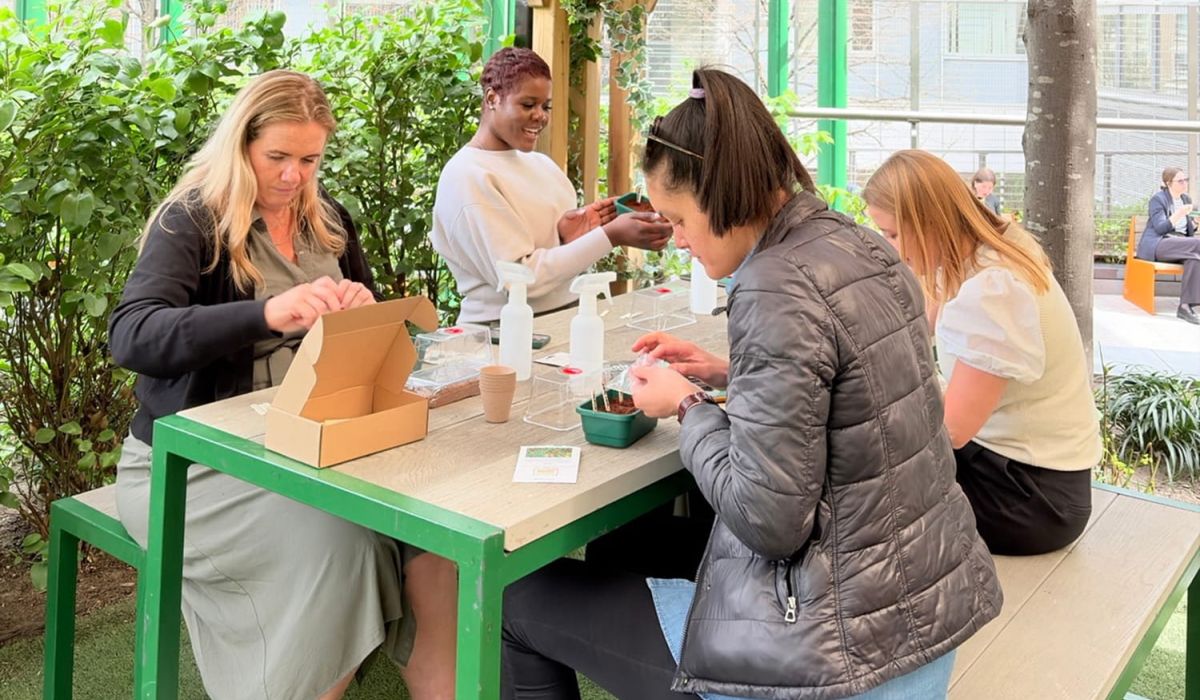 Chilli Planting Workshop