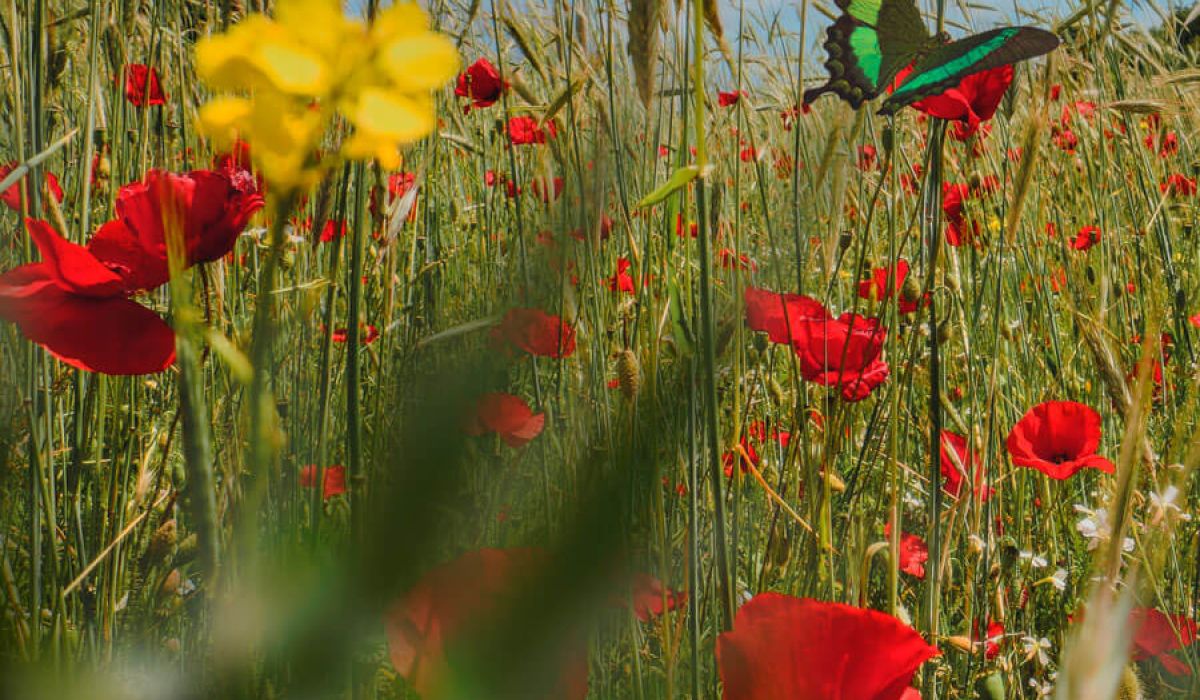 butterflies over red flowers