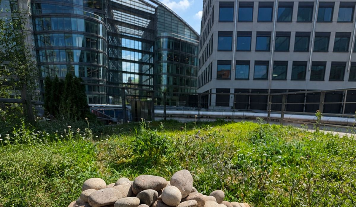 A rooftop wildflower garden with a small pile of smooth stones in the foreground, surrounded by modern glass-and-steel office buildings under a bright blue sky.