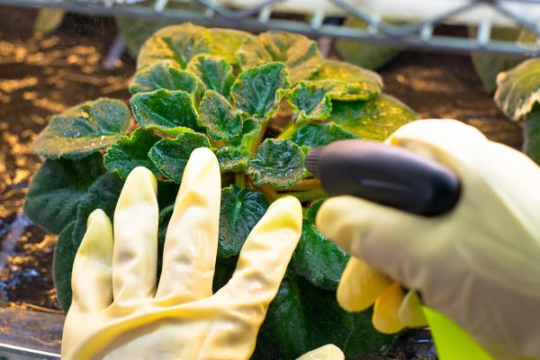 A person in gloves sprays a plant with a spray bottle, tending to its care and maintenance.