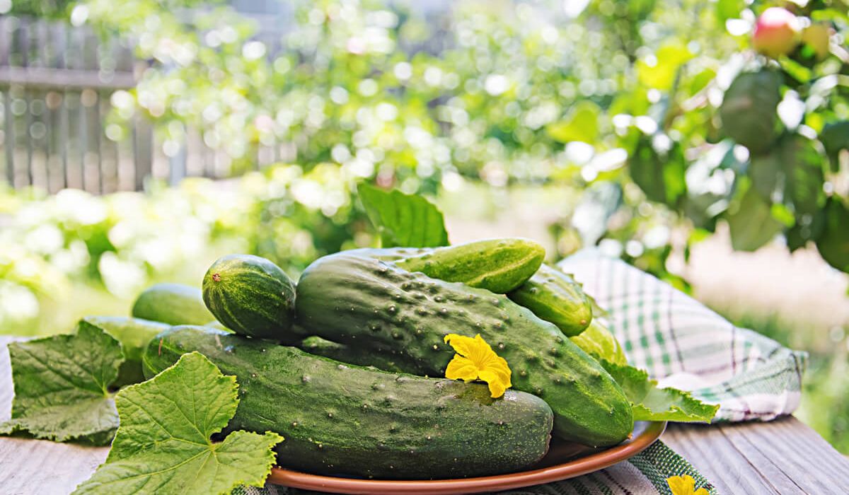 A bowl of fresh cucumbers placed on a wooden table, showcasing their vibrant green color and smooth texture.
