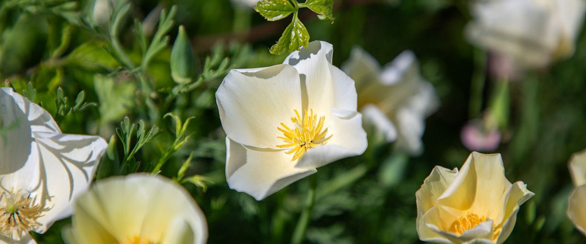 A close shot of flowers with a city background