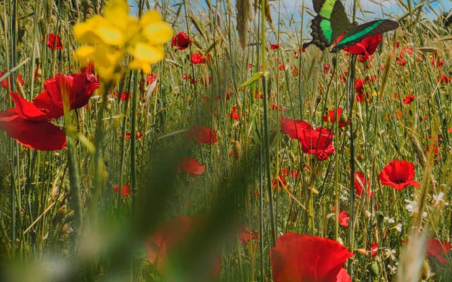 butterflies over red flowers
