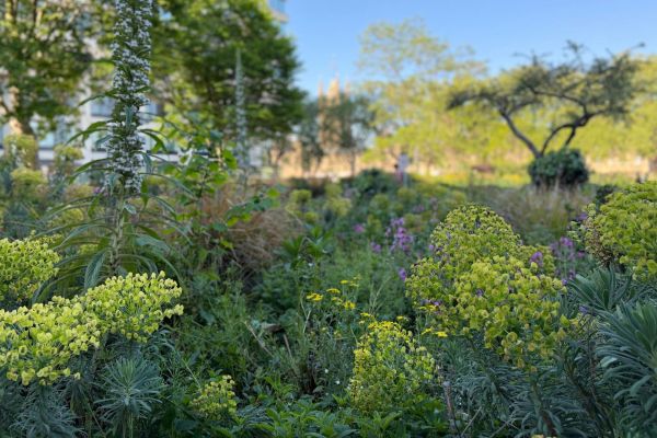 Wildflower rooftop garden with flowering echium and pollinator-friendly planting beside St Thomas’ Hospital in London.