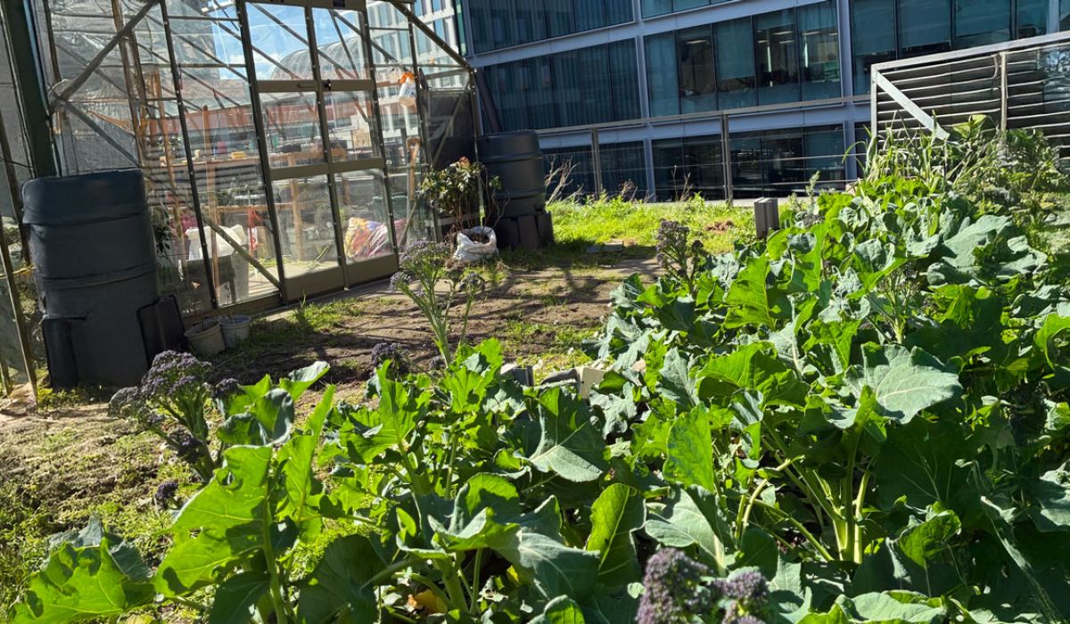 Rooftop greenhouse and vegetable garden with thriving leafy crops beside modern office buildings.