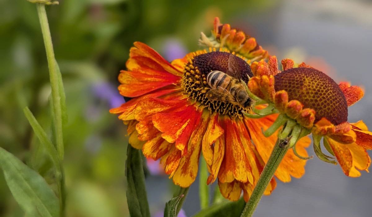 A honeybee gathers nectar from a vibrant orange-and-yellow flower with a dark brown center, photographed in close-up against a softly blurred green garden background.