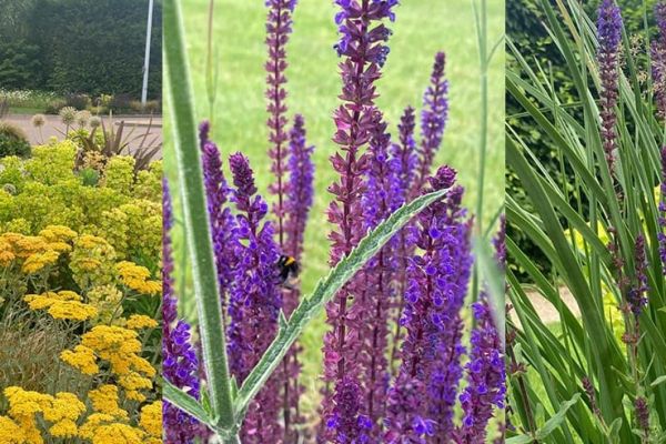 Gold Standard Biodiversity